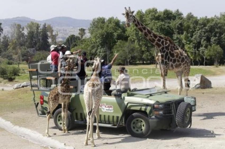 AFRICAM SAFARI