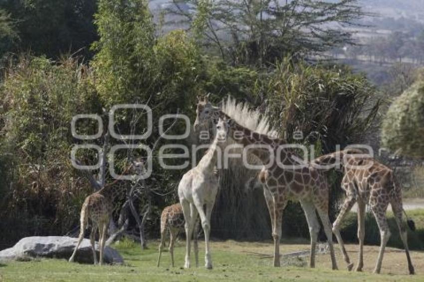 AFRICAM SAFARI