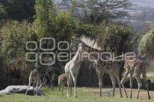 AFRICAM SAFARI