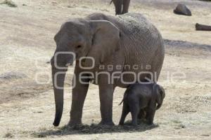 AFRICAM SAFARI . ELEFANTES 