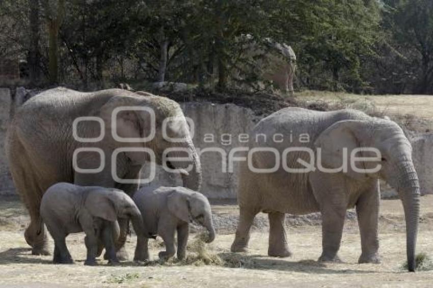 AFRICAM SAFARI . ELEFANTES 