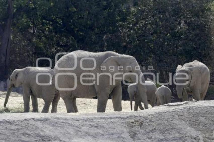 AFRICAM SAFARI . ELEFANTES 