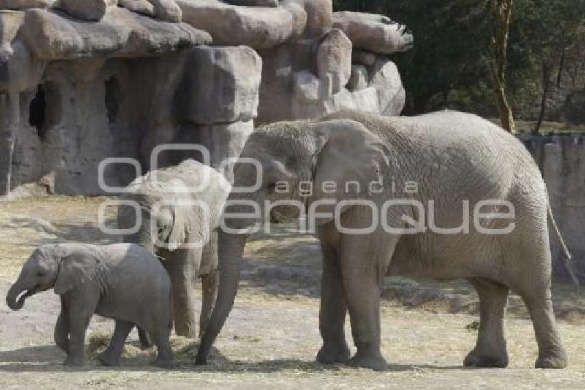 AFRICAM SAFARI . ELEFANTES 