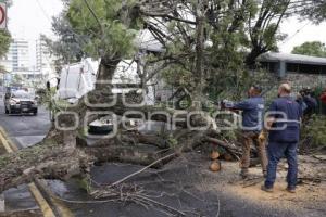 VIENTO . ÁRBOL CAÍDO