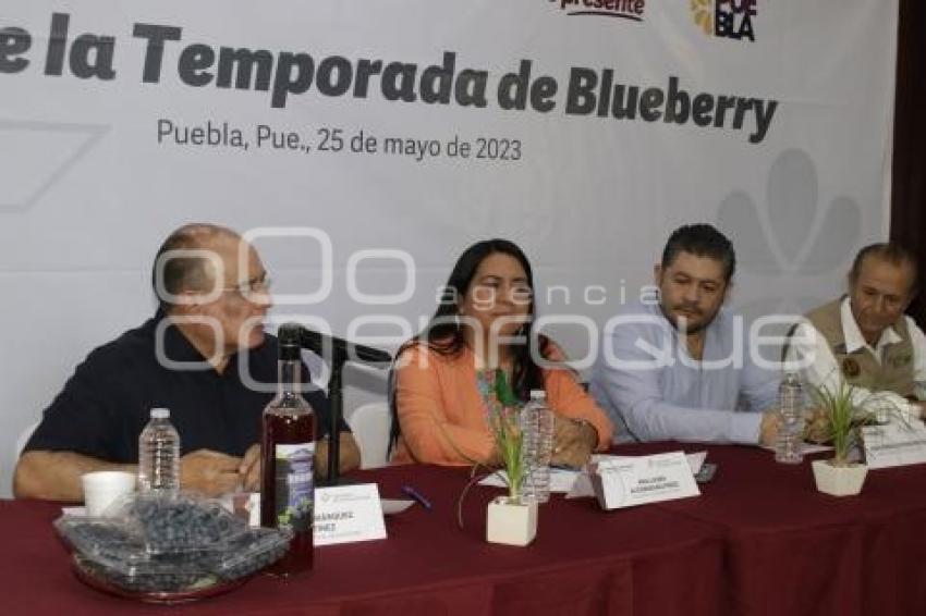 TEMPORADA BLUEBERRY