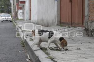 DÍA DEL PERRO SIN RAZA