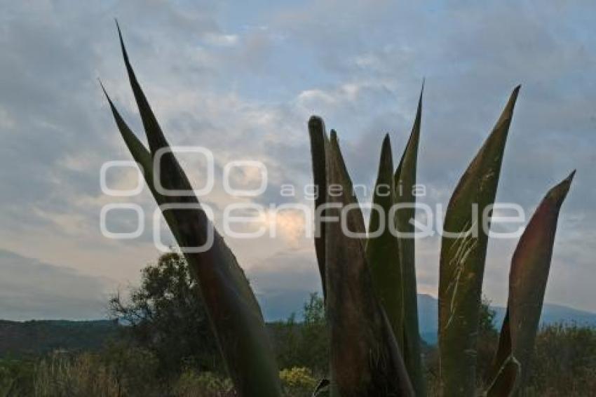 VOLCÁN POPOCATÉPETL . FUMAROLA