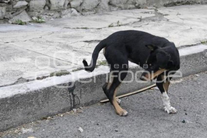 DÍA DEL PERRO SIN RAZA