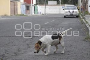 DÍA DEL PERRO SIN RAZA