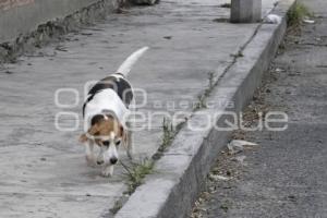 DÍA DEL PERRO SIN RAZA