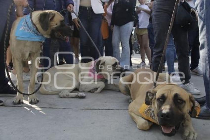 AYUNTAMIENTO . CONTIGO Y TUS PERRITOS