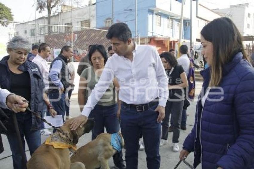 AYUNTAMIENTO . CONTIGO Y TUS PERRITOS