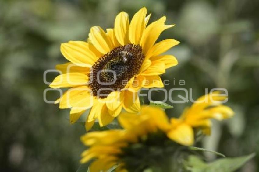 TLAXCALA . SANTUARIO GIRASOLES