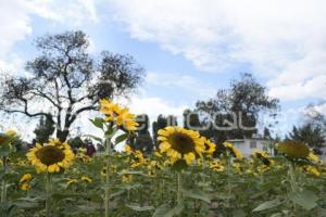 TLAXCALA . SANTUARIO GIRASOLES