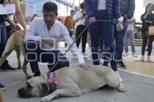 AYUNTAMIENTO . CONTIGO Y TUS PERRITOS