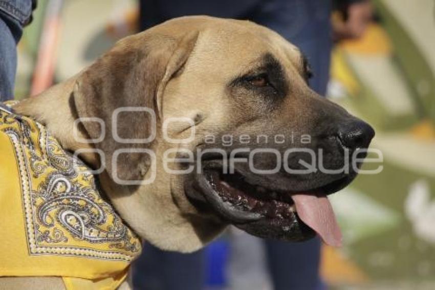 AYUNTAMIENTO . CONTIGO Y TUS PERRITOS