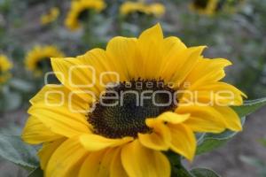 TLAXCALA . SANTUARIO GIRASOLES