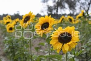 TLAXCALA . SANTUARIO GIRASOLES