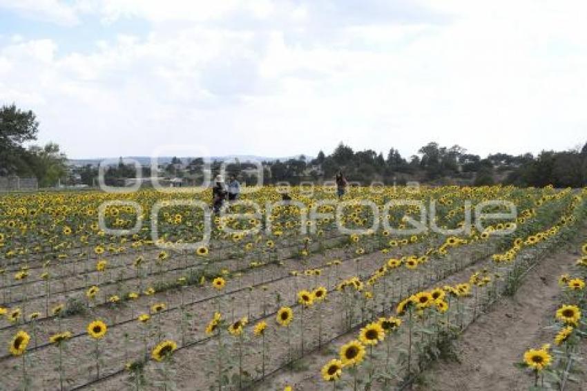 TLAXCALA . SANTUARIO GIRASOLES