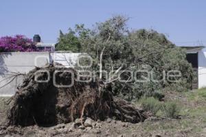 TLAXCALA . ÁRBOLES CAÍDOS 