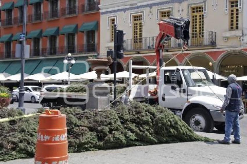 ZÓCALO . ÁRBOLES