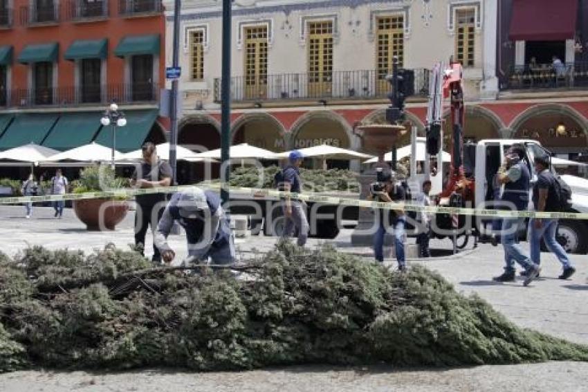 ZÓCALO . ÁRBOLES