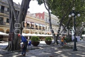 ZÓCALO . PODA DE ÁRBOLES