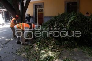 PODA DE ÁRBOLES . PLAZA DE LA DEMOCRACIA