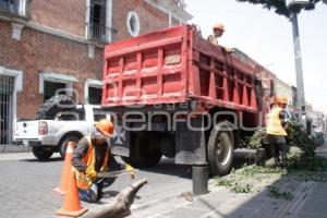 PODA DE ÁRBOLES . PLAZA DE LA DEMOCRACIA