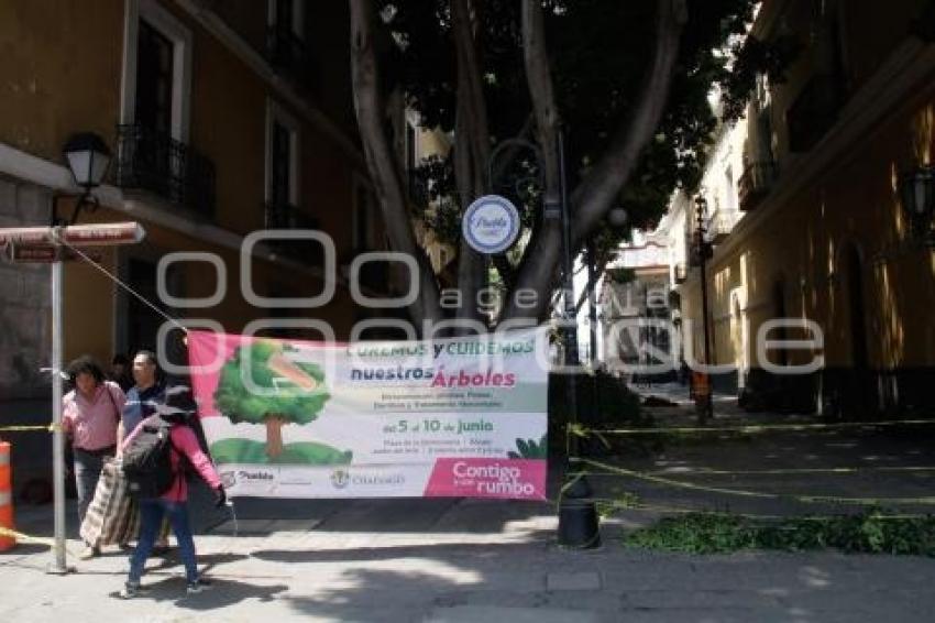 PODA DE ÁRBOLES . PLAZA DE LA DEMOCRACIA