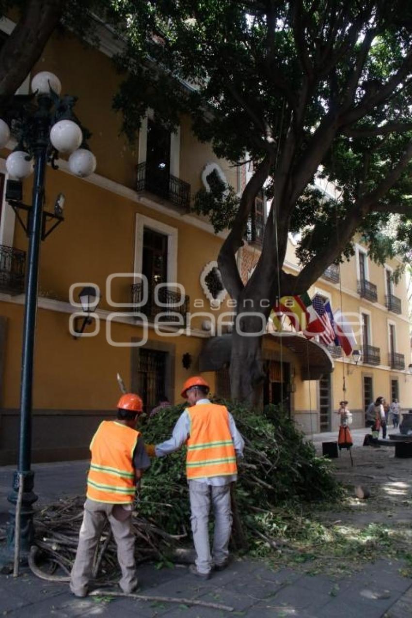 PODA DE ÁRBOLES . PLAZA DE LA DEMOCRACIA