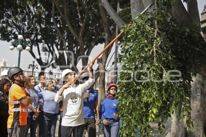 AYUNTAMIENTO . REVISIÓN ARBOLADO