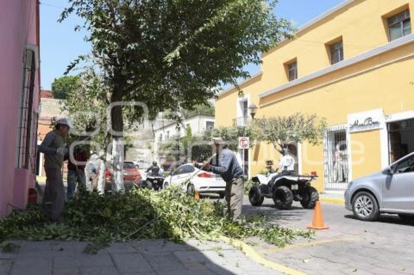 TLAXCALA . MANTENIMIENTO ÁRBOLES