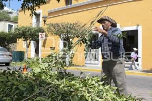 TLAXCALA . MANTENIMIENTO ÁRBOLES