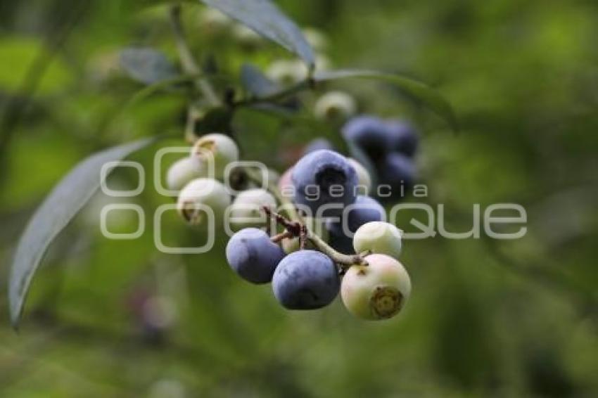 RUTA DE LA BLUEBERRY