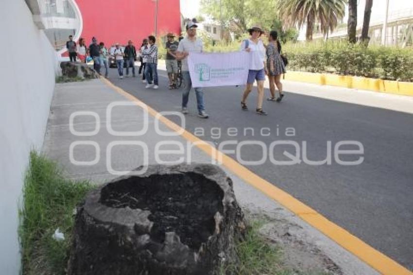 MANIFESTACIÓN ÁRBOLES TALADOS