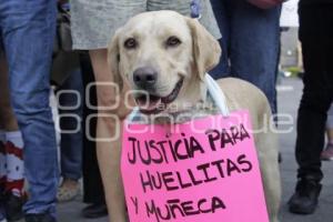 PROTESTA . MALTRATO ANIMAL