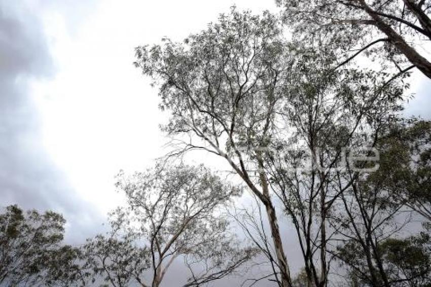 DÍA MUNDIAL DEL ÁRBOL