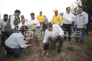 GOBIERNO ESTATAL . DÍA MUNDIAL DEL ÁRBOL