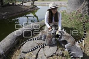 AFRICAM SAFARI