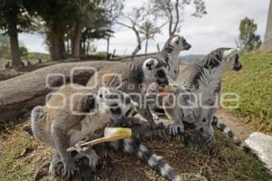 AFRICAM SAFARI