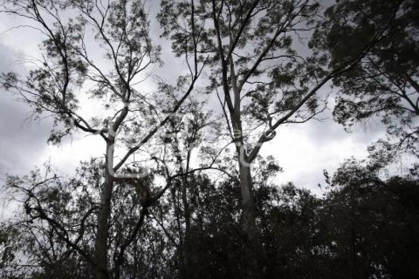 DÍA MUNDIAL DEL ÁRBOL