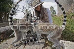 AFRICAM SAFARI