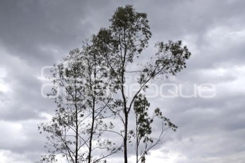 DÍA MUNDIAL DEL ÁRBOL