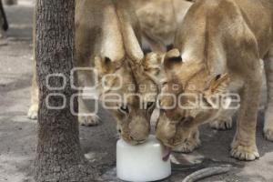 AFRICAM SAFARI