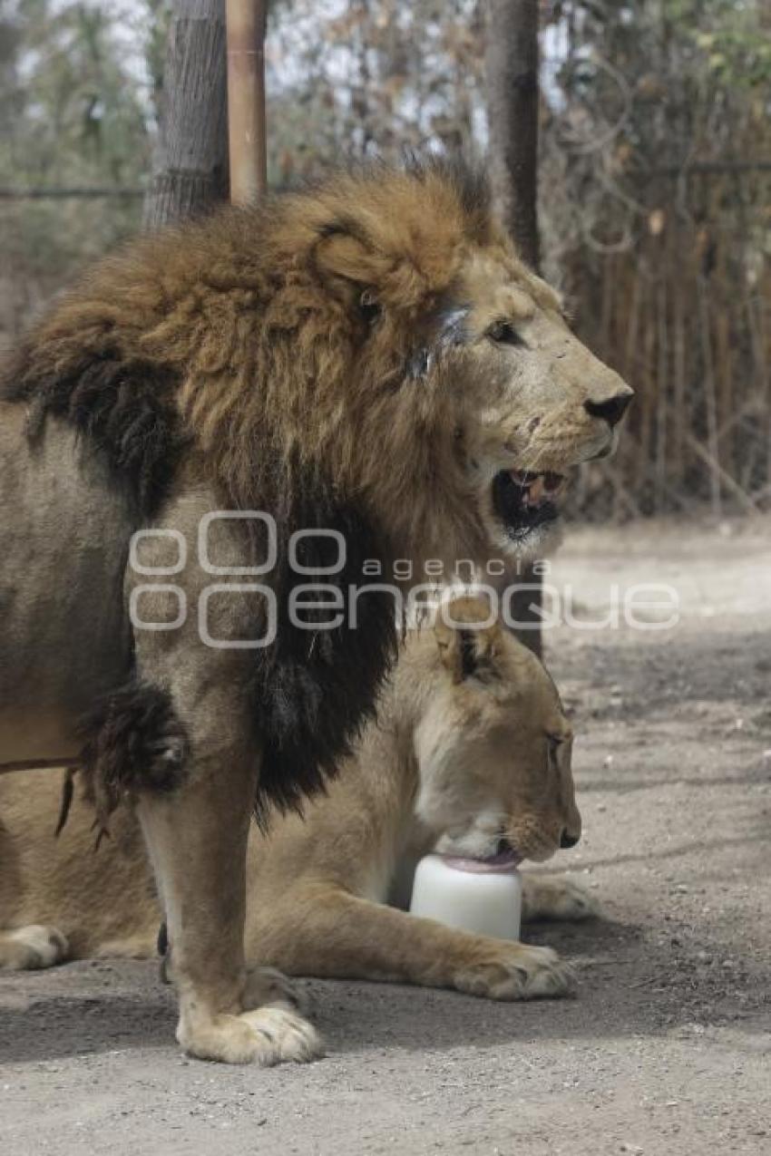 AFRICAM SAFARI