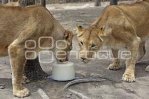 AFRICAM SAFARI