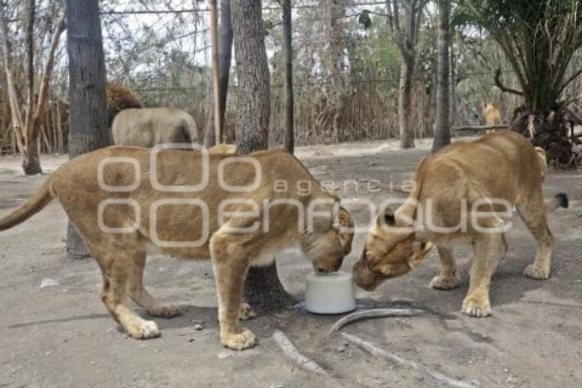 AFRICAM SAFARI