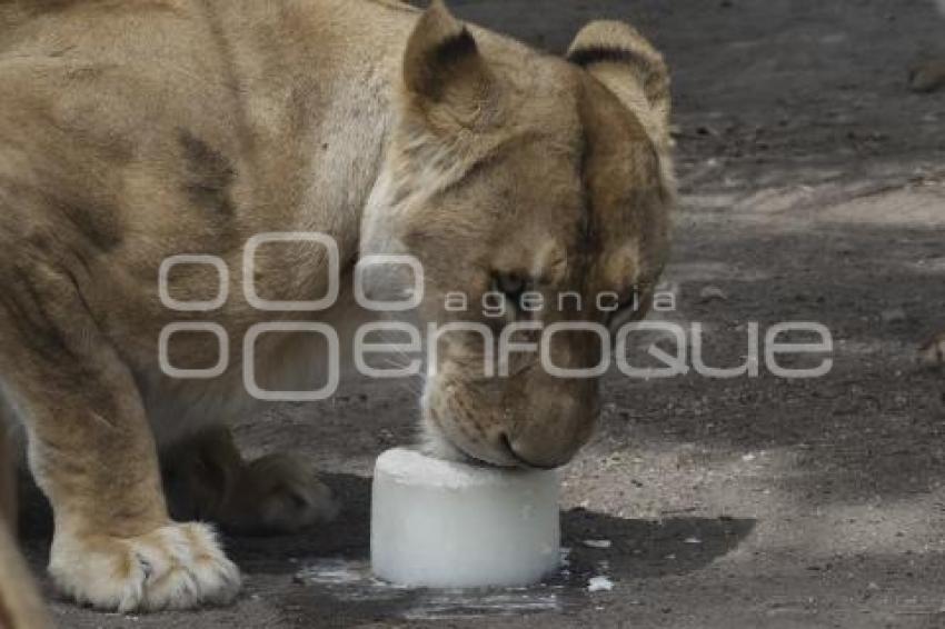 AFRICAM SAFARI