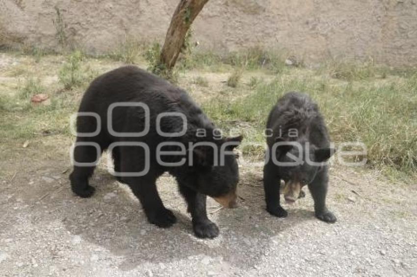 AFRICAM SAFARI